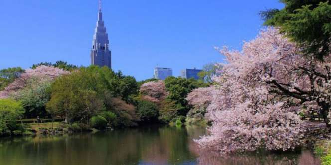20 Hal Ini Bikin Kamu Mantap Pergi ke Tokyo