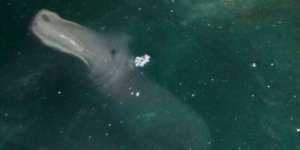 Turis Temukan Makhluk Aneh Mitologi Yunani di Laut