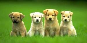 Heroik, Aksi Anjing Selamatkan Bayi yang Baru Lahir