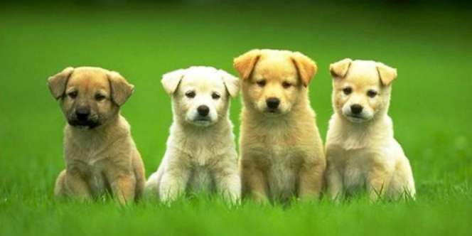 Heroik, Aksi Anjing Selamatkan Bayi yang Baru Lahir