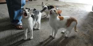 Tiga Pesan Saat Kucing Hampiri Kita Ketika Makan