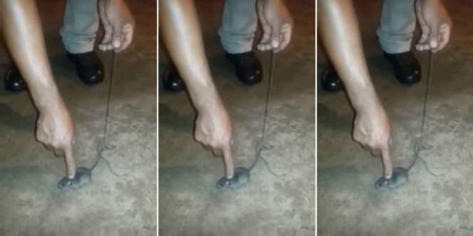Terungkap! Narapidana Latih Tikus Bawa Narkoba