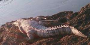 Heboh Rencana Komjen Budi Waseso Bangun Penjara Dijaga Buaya