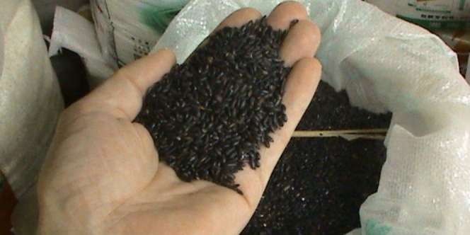 Beras Hitam, Makanan `Terlarang` yang Kini Mendunia