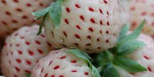 Tujuh Buah-buahan dengan Rasa Paling `Menipu`