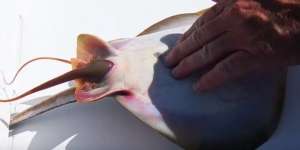 Sesuatu Yang Luar Biasa Keluar Dari Dalam Perut Ikan Pari