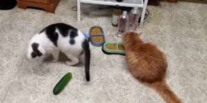 Ini Reaksi Jika Seekor Kucing Saat Melihat Mentimun