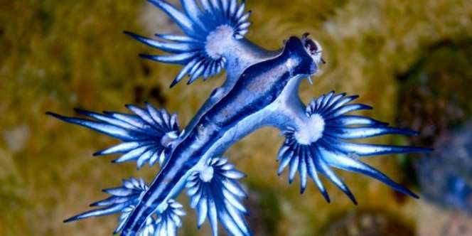 Geger Penemuan Seekor Naga Biru Mematikan 