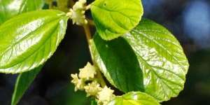 Tiga Makanan Penangkal Racun dan Sihir