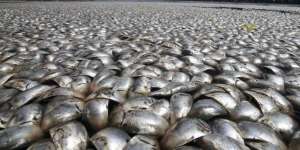 Misteri Jutaan Ikan Mati di Laut Ancol Terkuak!