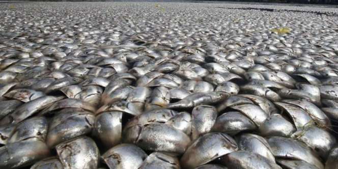 Limbah 13 Sungai Penyebab Jutaan Ikan Mati di Ancol