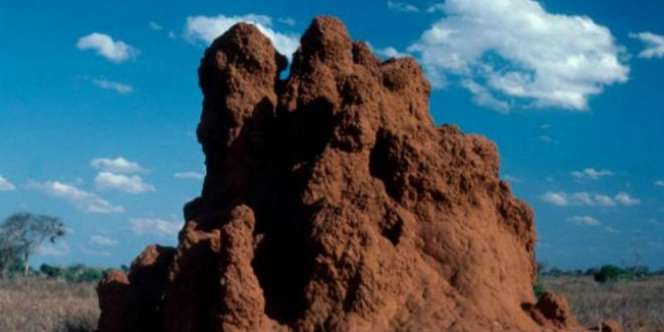 Geger Penemuan Sarang Rayap Raksasa Berusia 2200 Tahun