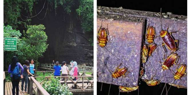 Goa Indah Ini Jadi Sarang Ribuan Kecoak