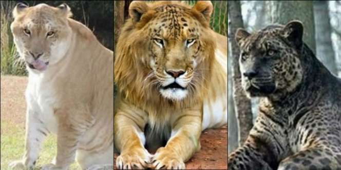 5 Predator Hasil Perkawinan Silang