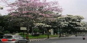 Netizen Terpesona Kota Indah di Indonesia, Dikira Jepang