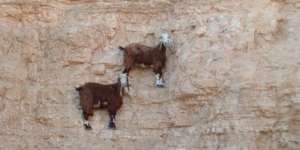 Kumpulan Foto Kambing Panjat Tebing Menggugah Dunia