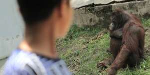 Cerita Sebenarnya di Balik Berita Pria Hamili Orang Utan