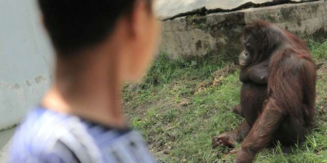 Cerita Sebenarnya di Balik Berita Pria Hamili Orang Utan