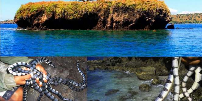 Mengerikan! Pulau di Bima Ini Dihuni Ribuan Ular