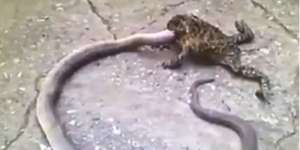 Lihat! Katak Ini Memakan Ular Besar