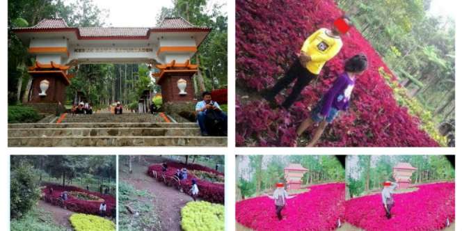 Usai Amaryllis, Giliran Taman Baturaden Dirusak Pasukan Selfie