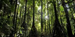 Misteri Pohon Bisa Berjalan Terkuak!