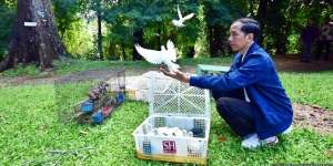 Borong dari Pasar, Begini Gaya Jokowi Lepas 190 Ekor Burung