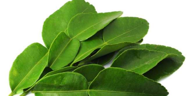 5 Manfaat Daun Jeruk Purut untuk Kesehatan