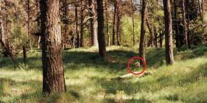 Foto Ini Buktikan Keahlian Kamuflase Sang Penembak Jitu