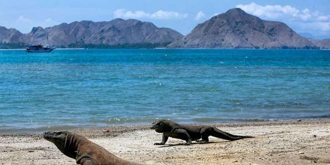 Pulau Komodo Buat Artis Ini Ketagihan Menyelam