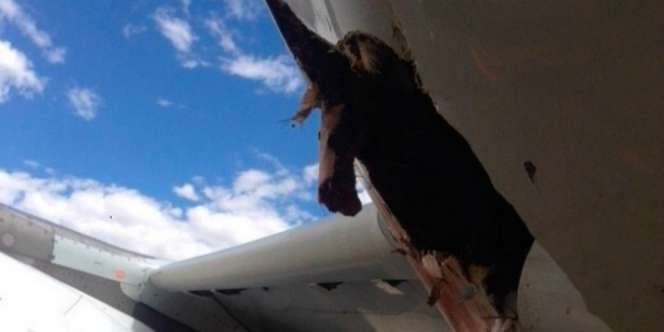 Ditabrak Burung, Bodi Pesawat Airbus Jebol