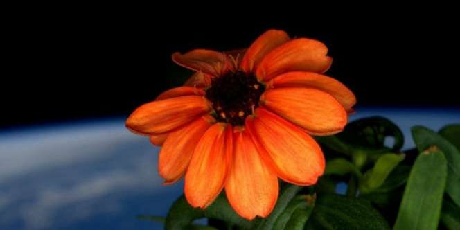 Sejarah Baru, Ini Bunga Pertama Mekar di Luar Angkasa