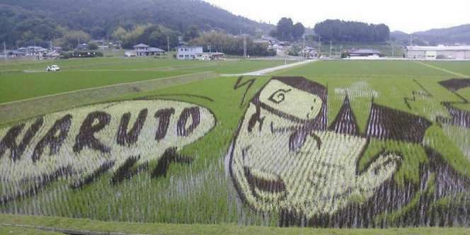 Begini Rupa Mengagumkan Sawah di Negeri Sakura