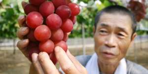 Cegah Penuaan Dini dengan Jus Anggur