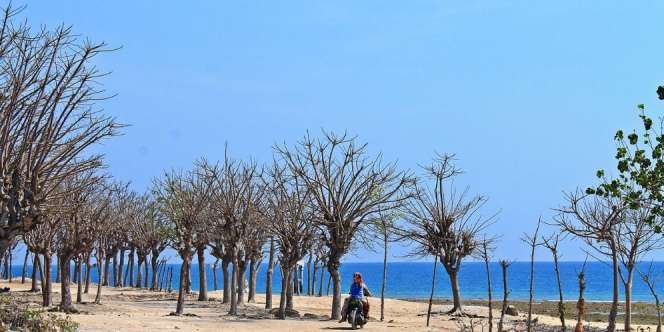 Unik, Pulau di Jawa Timur Dapat Bergerak