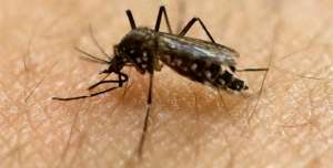 Pasien di Jambi Terinfeksi Virus Zika