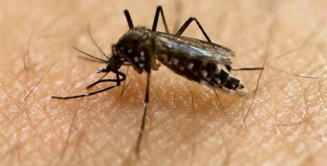 Pasien di Jambi Terinfeksi Virus Zika
