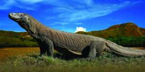 Wanita Haid Dilarang Masuk Kawasan Pulau Komodo?