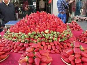 Ranumnya Strawberry di Tanah Palestina