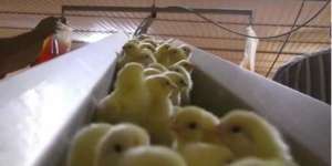 Lihat Bagaimana Mereka Memperlakukan Anak-anak Ayam Itu, Sadis