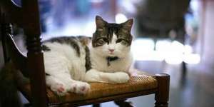 Jual Beli Kucing Diharamkan?