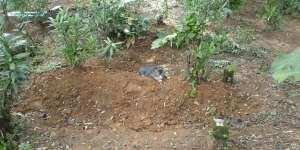 Mengapa Kucing Itu Diam Saban Hari di Kuburan, Ternyata...