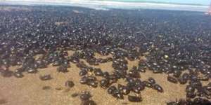 Mengerikan! Jutaan Kumbang Hitamkan Pantai Argentina