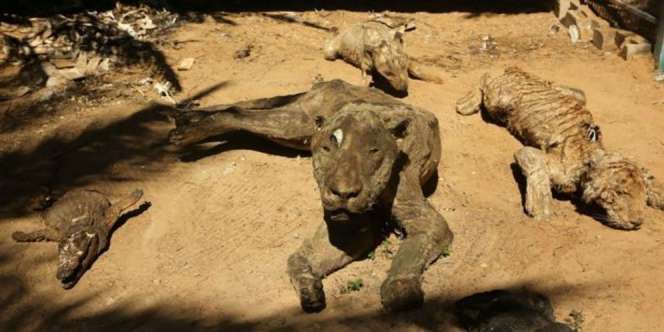 Khan Younis, Kebun Binatang Paling Menyeramkan