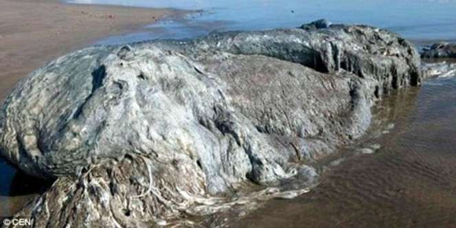 Geger Makhluk Raksasa Misterius Terdampar di Pantai