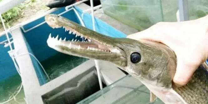 Temuan 'Ikan Monster' Gegerkan Nelayan