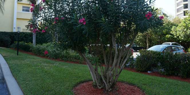 Bunga Paling Beracun Ditanam di Tengah Kota, Warga Geger