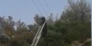Video Kambing Tersangkut di Kabel Listrik, Kok Bisa?