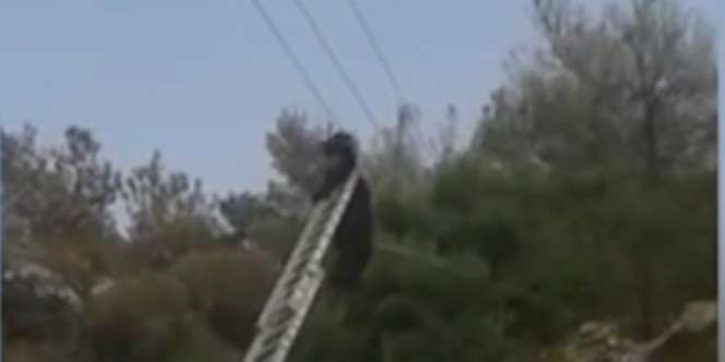 Video Kambing Tersangkut di Kabel Listrik, Kok Bisa?