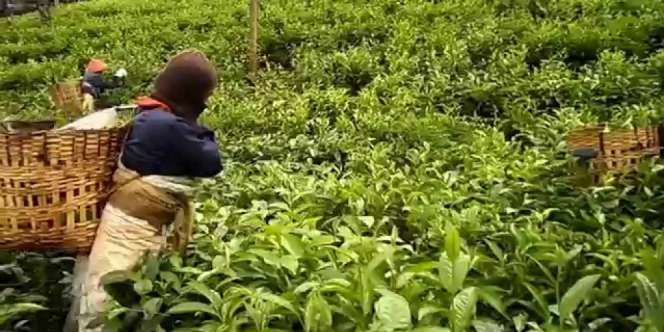 Hafalan Quran Para Pemetik Teh di Puncak